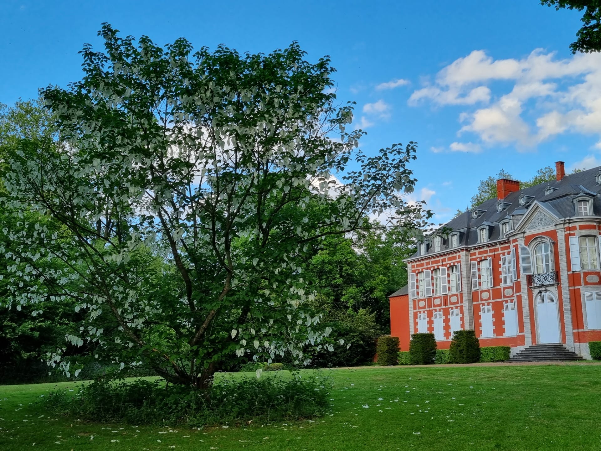 Vue arrière château arbre à mouchoirs en fleurs-min